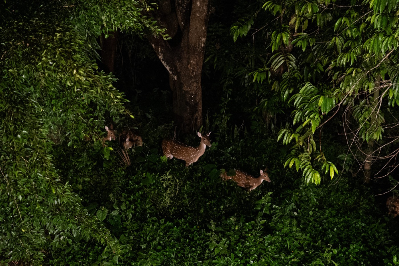 Deer spotted in the dark jungle canopy at night