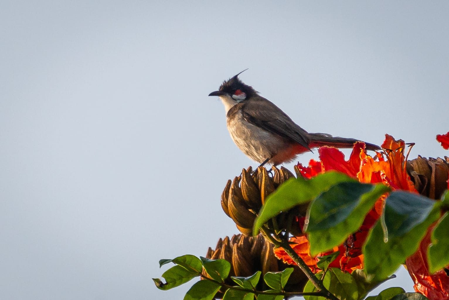 Birdwatching