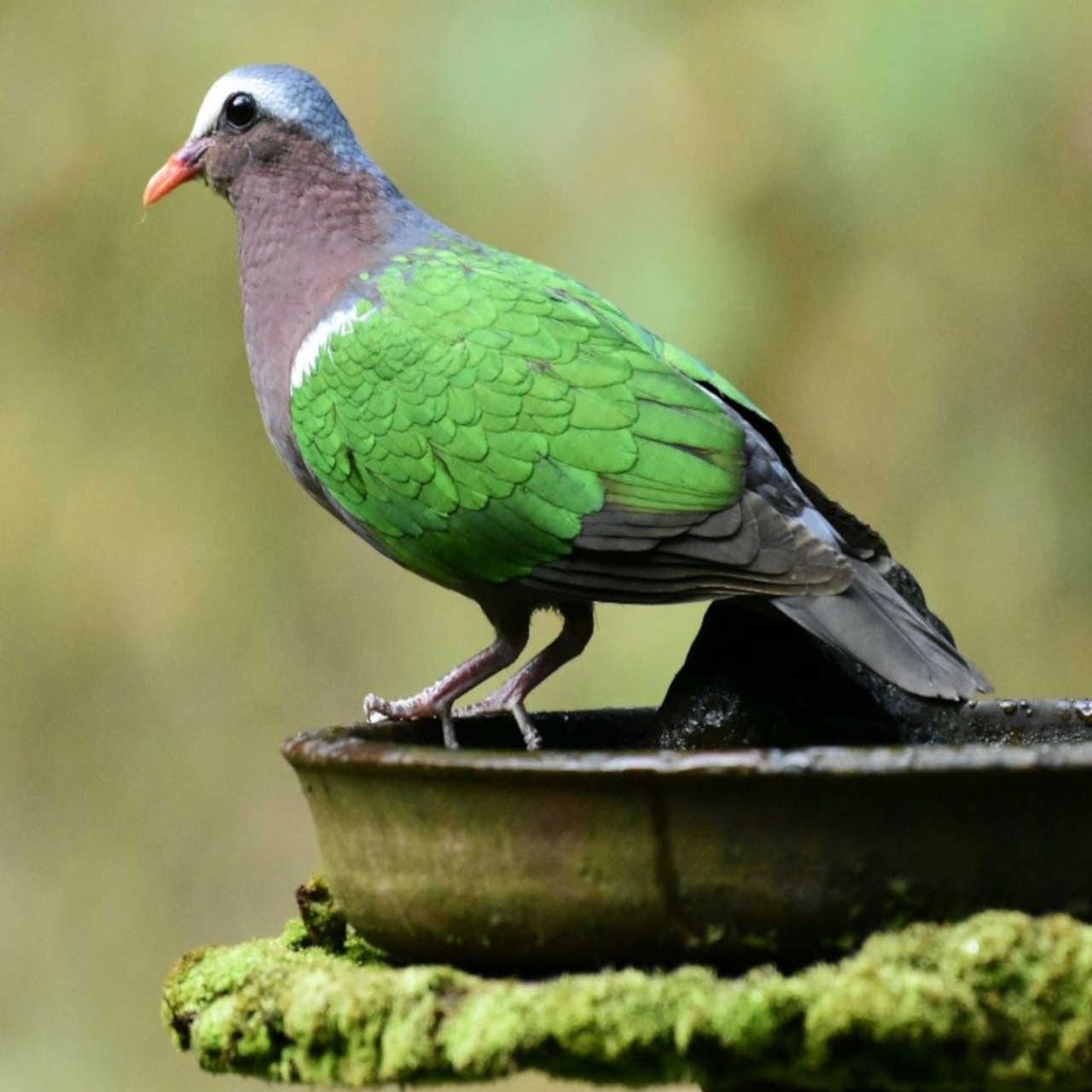 Birdwatching