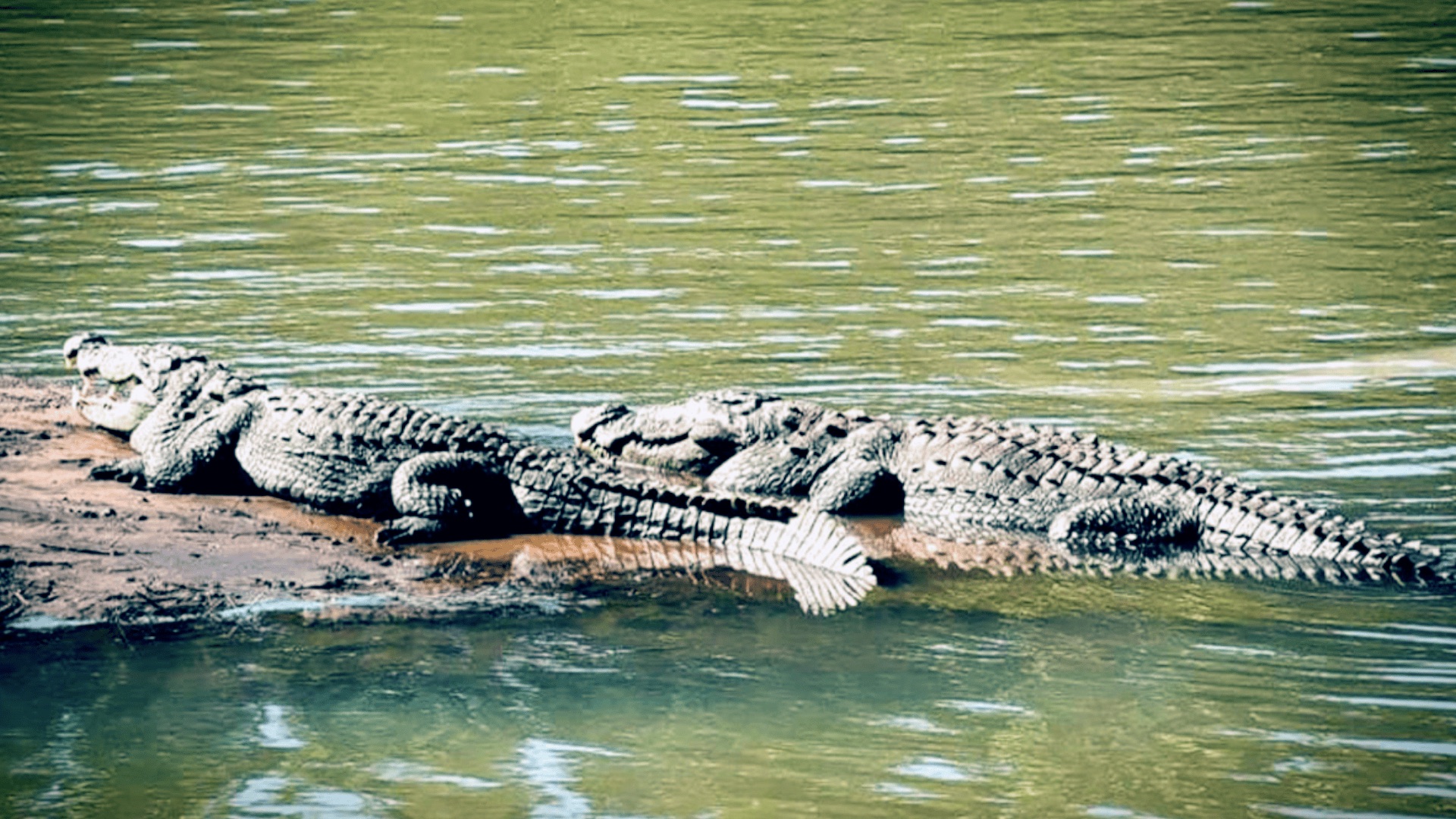 Crocodile Park