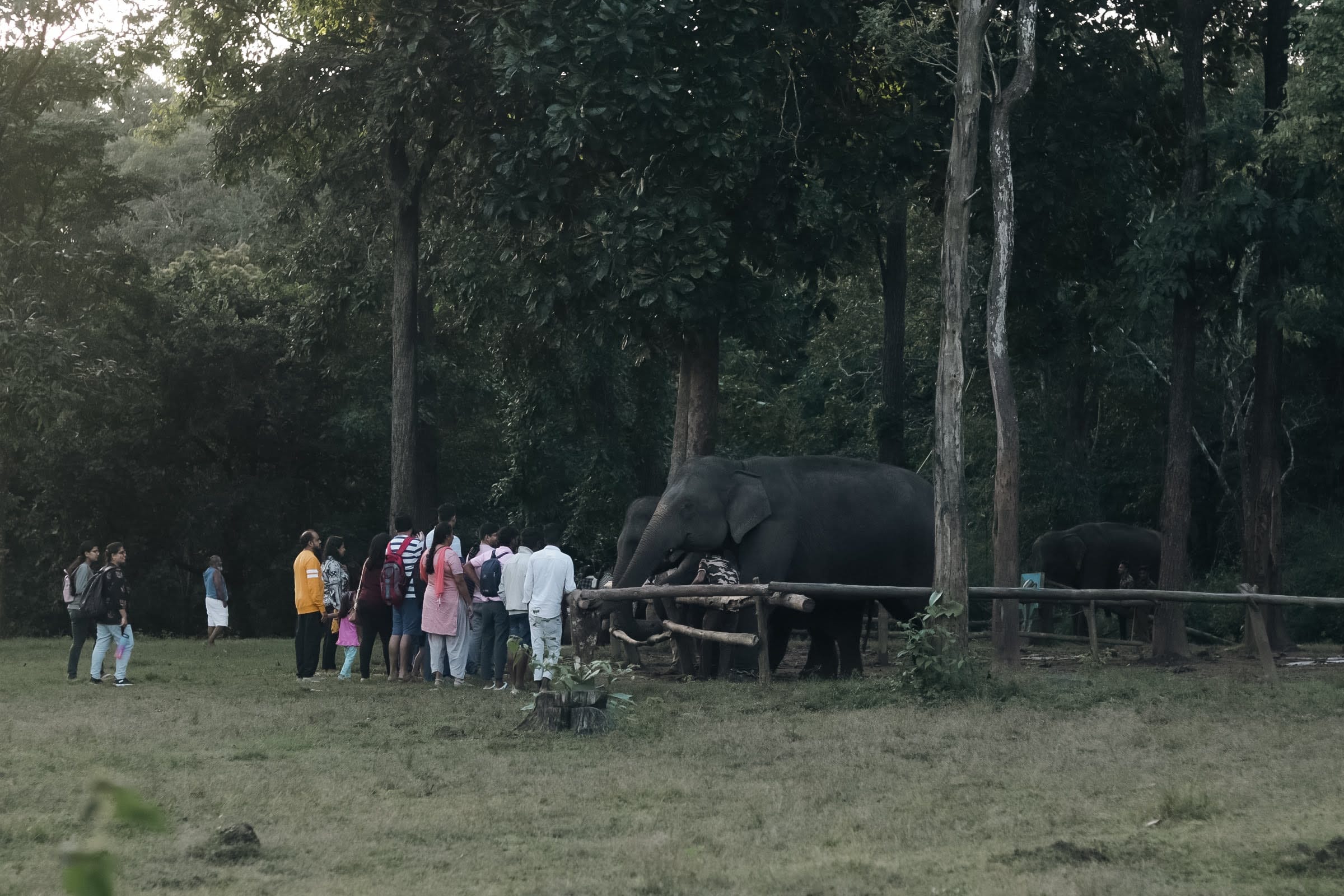 Phansoli Elephant Camp