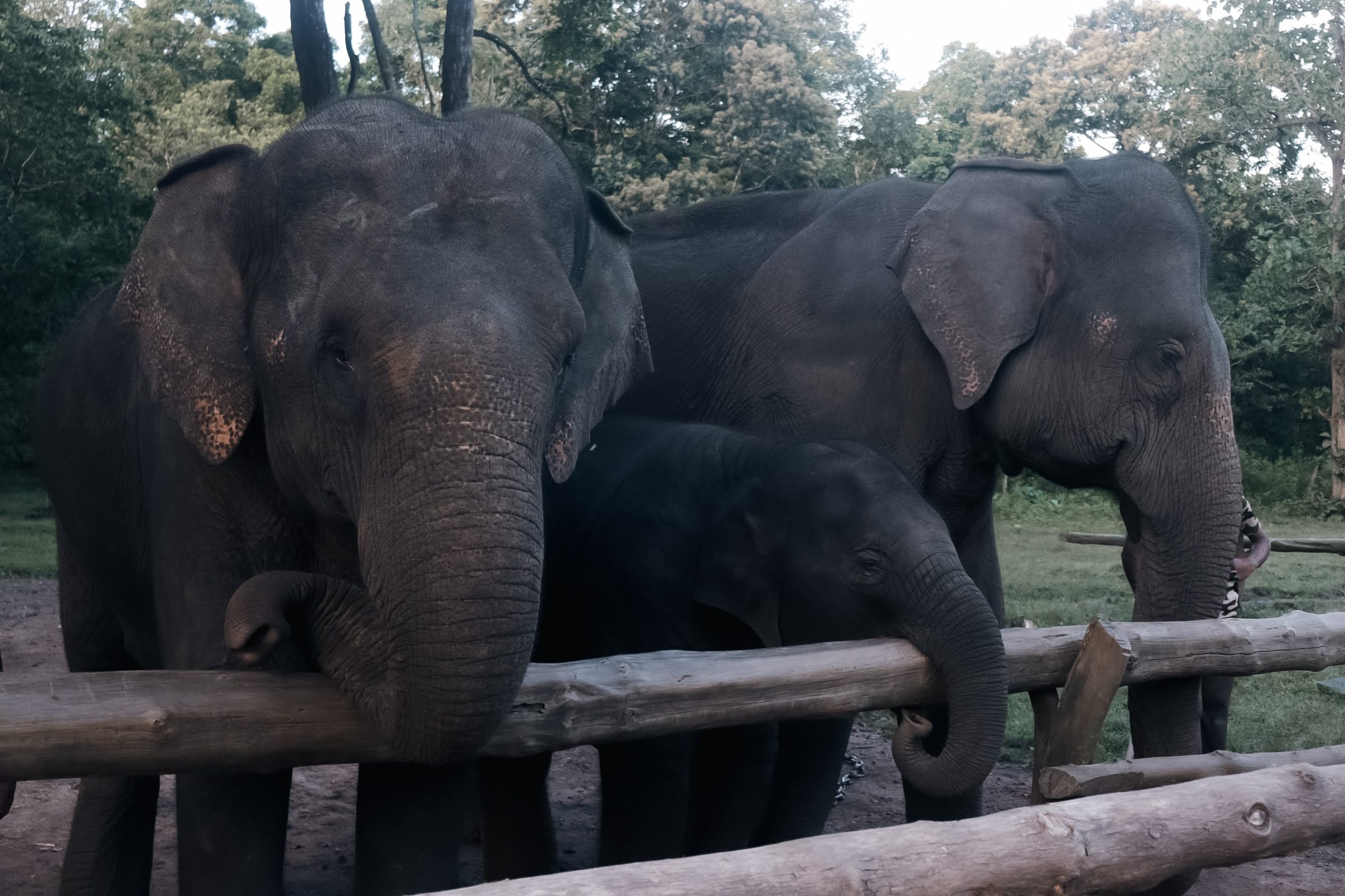 Phansoli Elephant Camp
