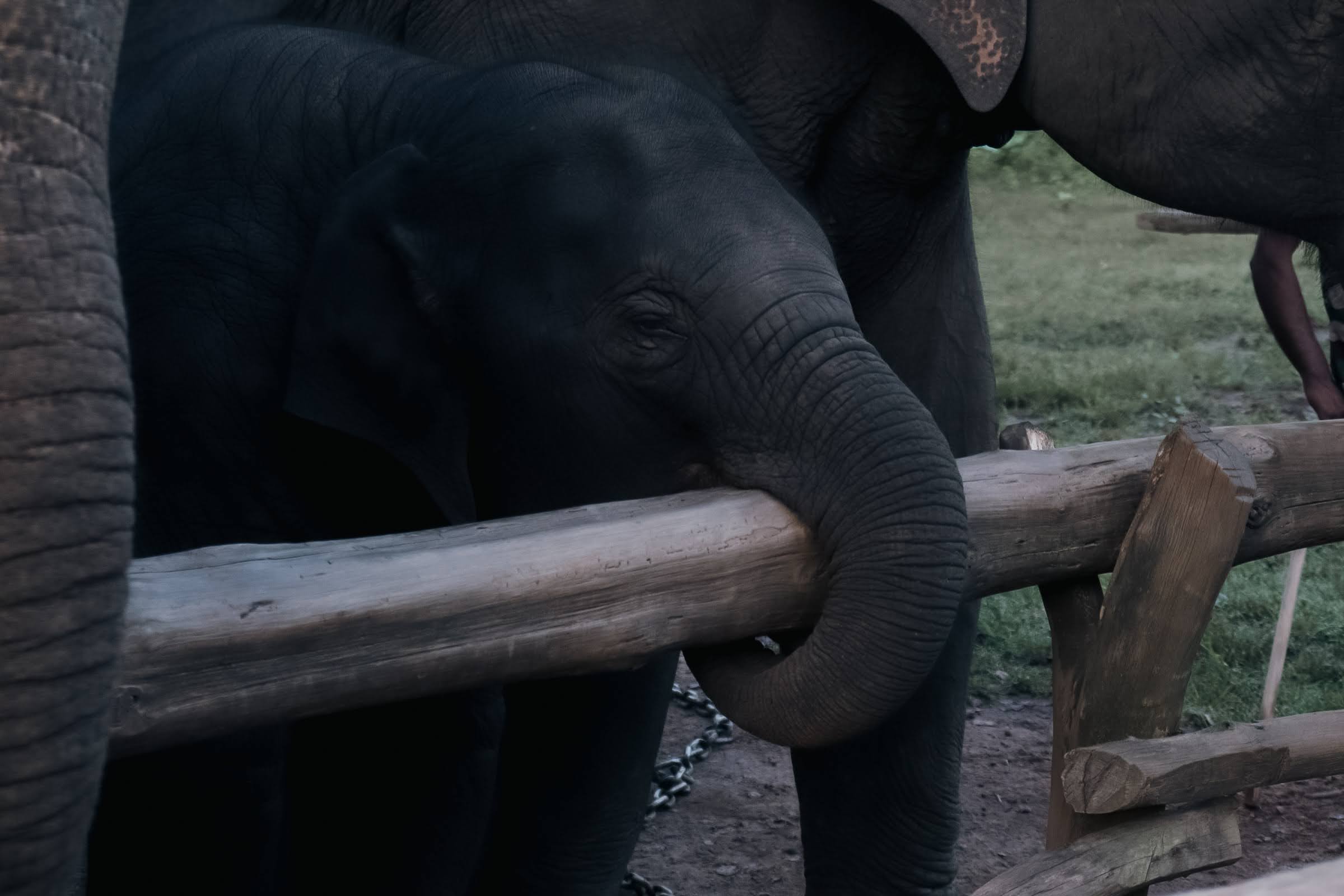 Phansoli Elephant Camp