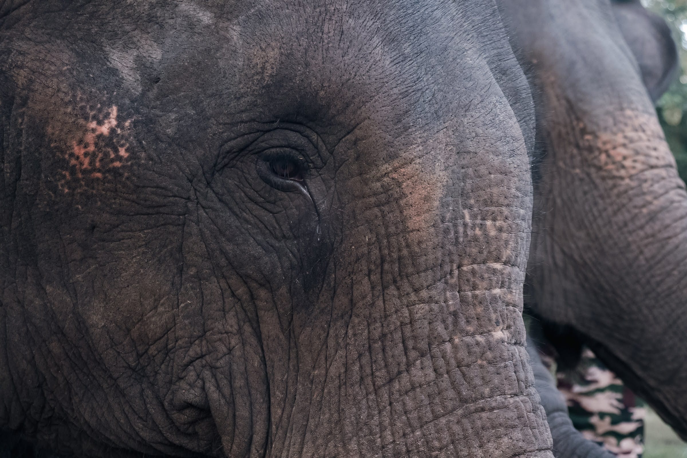 Phansoli Elephant Camp