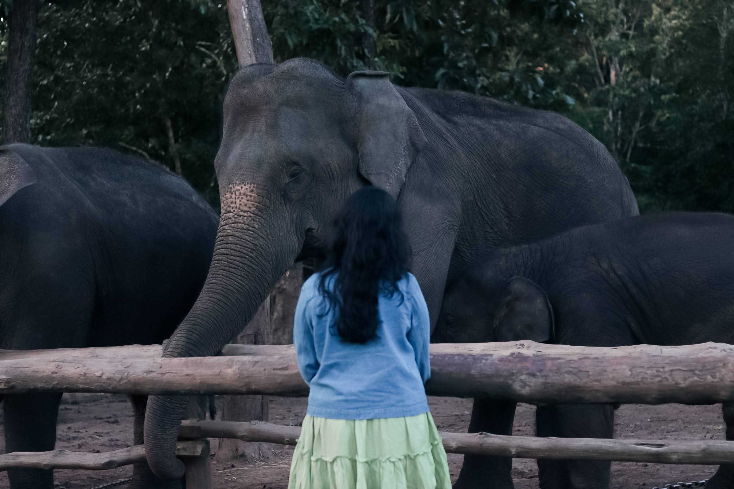 Phansoli Elephant Camp