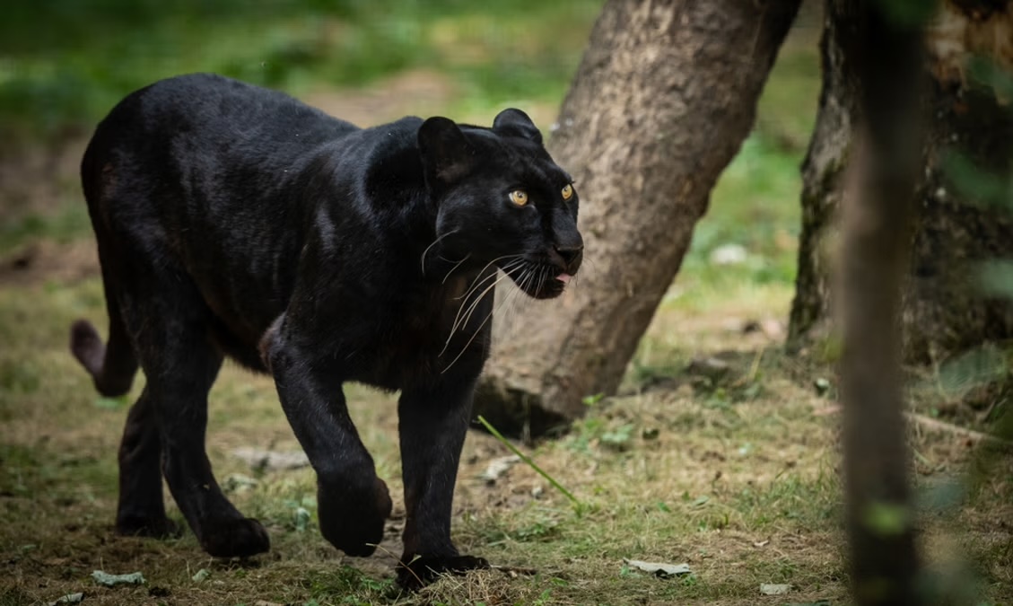 Jungle Safari