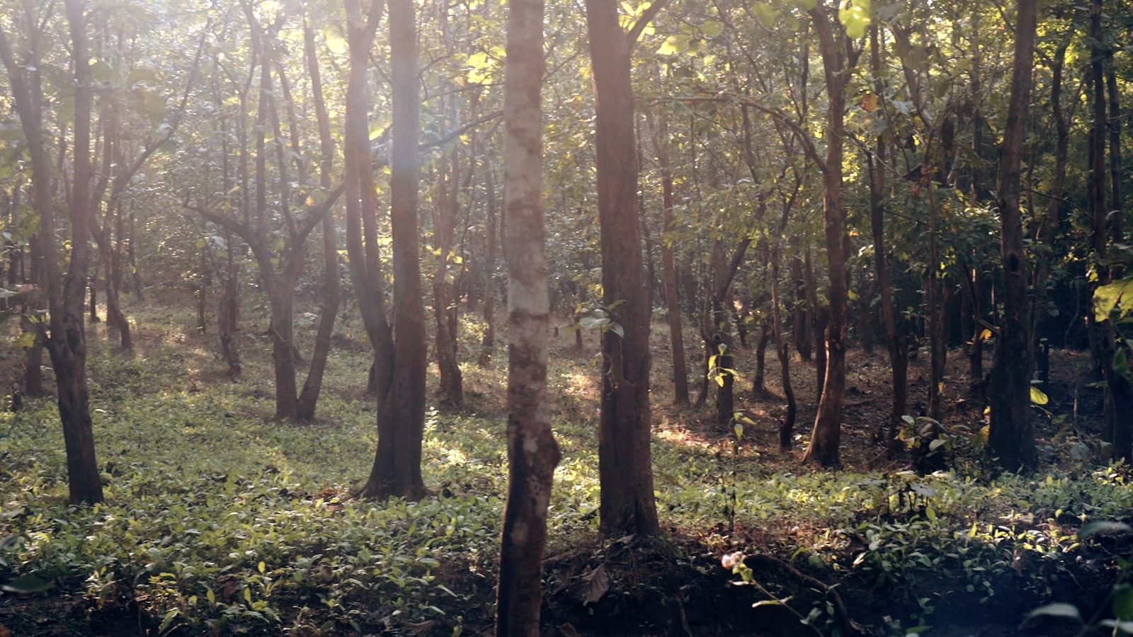 Forest Walk to Sangam