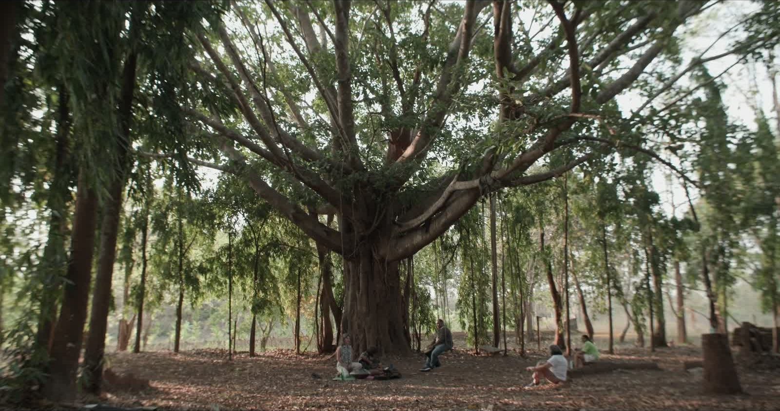 Banyan Trees to Climb