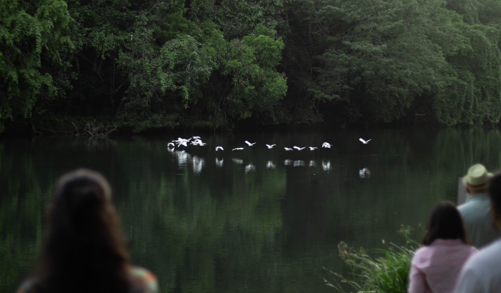 Birds flying over the water at dusk at Jungli