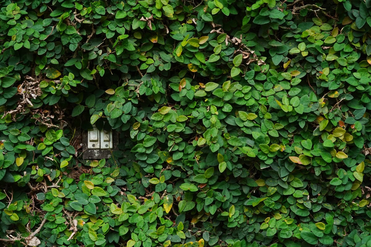 Soch / Soch Garden Wall.jpg