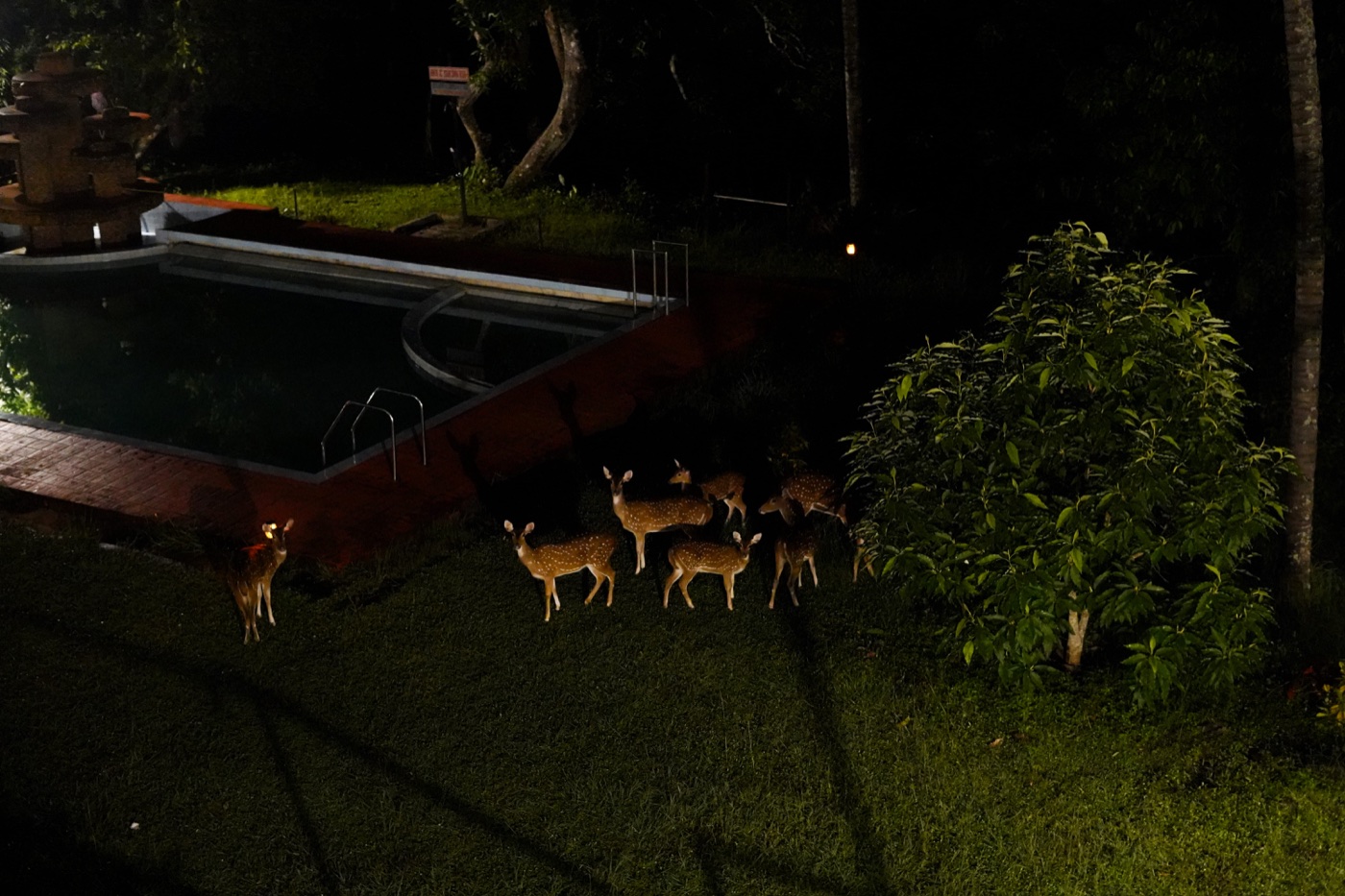 Deer in the jungle at Jungli