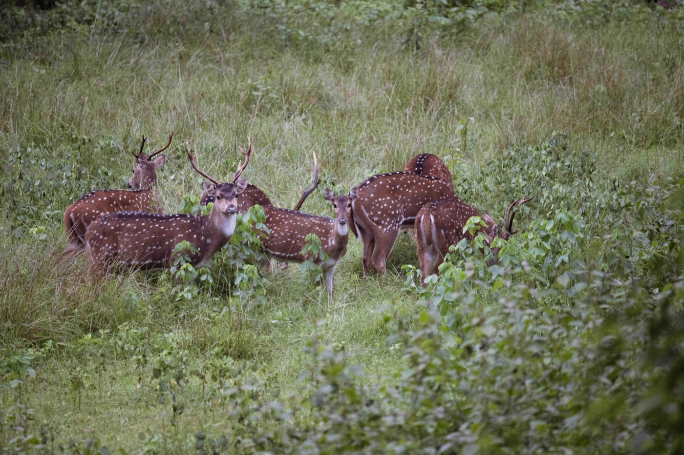 Views of the jungle from Jungli campus